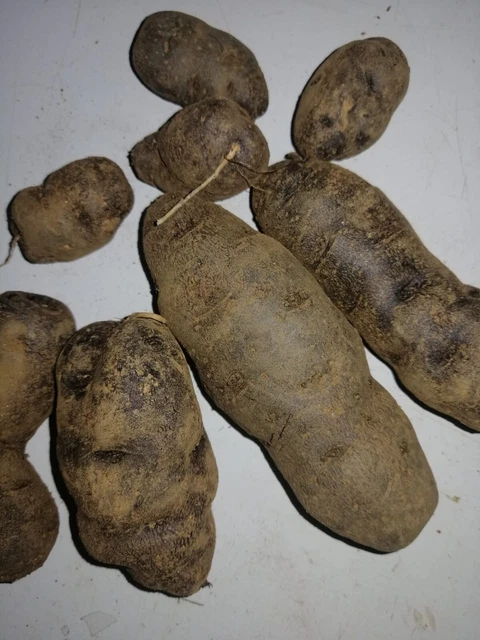 20 Tuberi Patate Patata Da Seme Semina Seminare Orto Biologico Viola Vitellotte