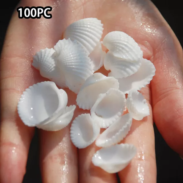 Scallop Shell Fish Tank Aquarium Landscape Seashells Specimen Crafts DIY Shells