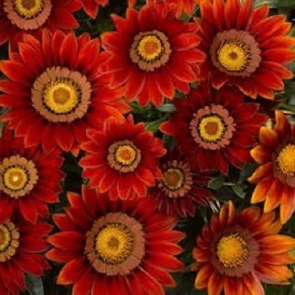 30+ Gazania New Day Red Shades / Drought-Tollerant / Re-Seeding Annual Flower Se