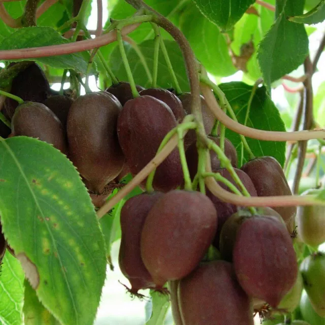 Actinidia arguta 'Ken's Red' * - Mini-Kiwi femelle - Kiwaï de Sibérie rouge