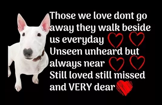 English Bull Terrier Memorial Poem Bereavement Gift Fridge Magnet