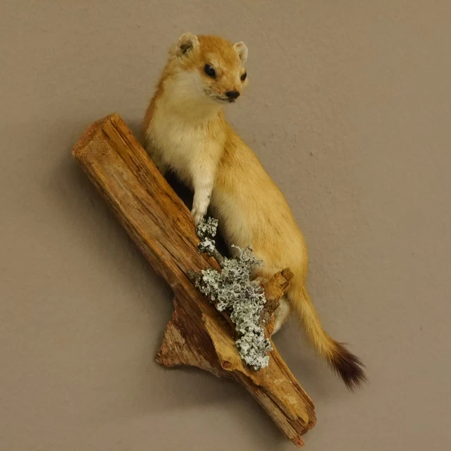 Armiño Verano Comadreja Preparado Longitud 25CM para Animales Taxidermy 89.2.65