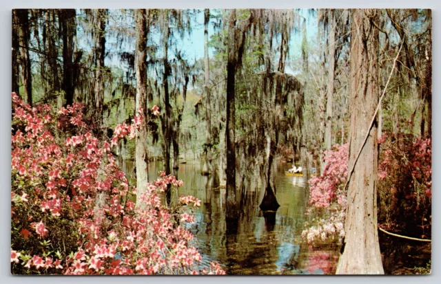 Flowers~Charleston South Carolina~Cypress Gardens~Mirrored Lake~Vintage Postcard