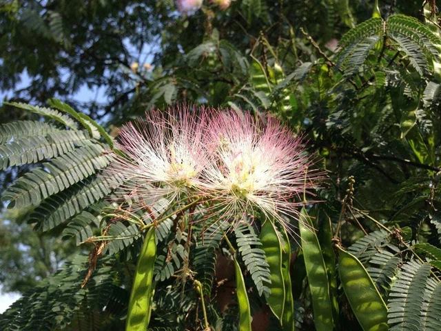 25 MIMOSA TREE E H WILSON Seeds Hummingbird Pink Flower Silk Tree Seed