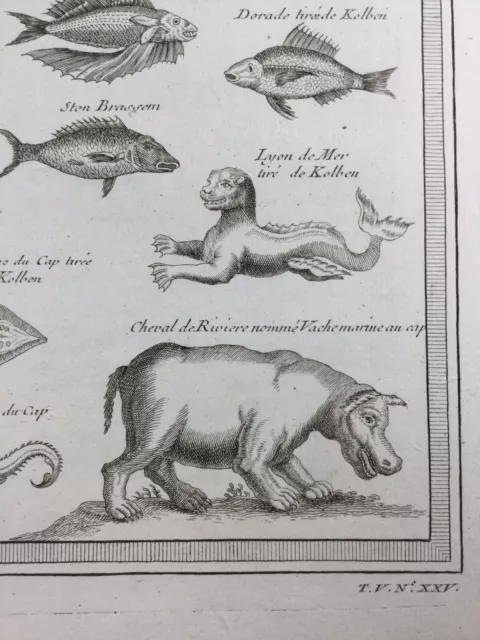 Sirène en 1746 Hippopotame Hippocampe Le Cap Poisson Afrique du Sud Rare Gravure 3