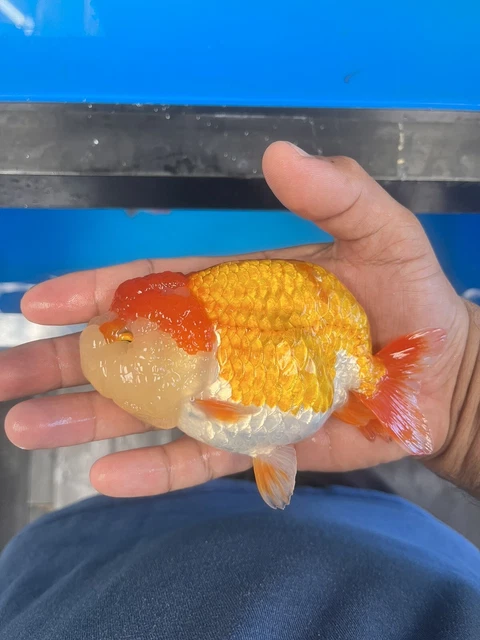 Fancy Goldfish Ranchu Live Fish 5”+