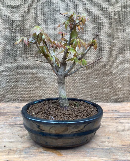 Acer Buergerianum (Trident Maple) Bonsai Tree No1