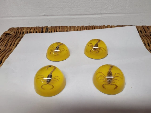 4 yellow insect cabochon Golden scorpion 2" round  / r3 d12