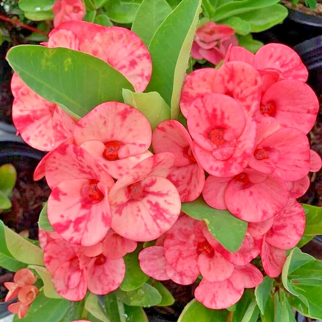 CROWN OF THORNS Thai Hybrid Phonchokcha Christ Plant Euphorbia Milii £