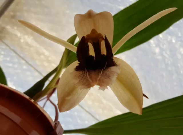 Coelogyne xyrekes Species Orchid plant FS not in bloom
