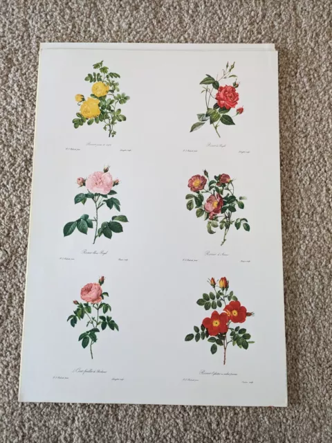 Pierre-Joseph Redoute, Roses Prints 12 Images Large Postcard Size