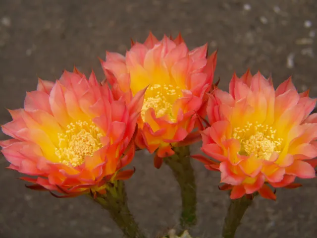 Echinopsis Hybride Echinopsishybride " Margaret Martin " 2,3cm x 2,5cm