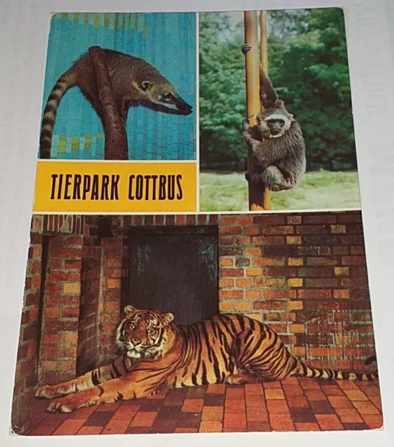 Tierpark Zoo Cottbus Tiger Affe Nasenbär Tier Postkarte Ak Tierpostkarte  DDR