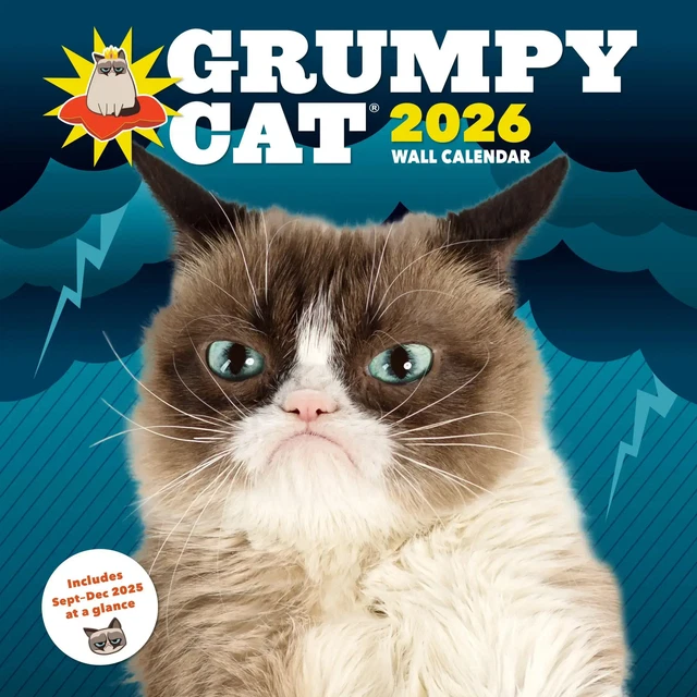 Sleepy Cat 2026 Calendar : : Stationery & Office Supplies