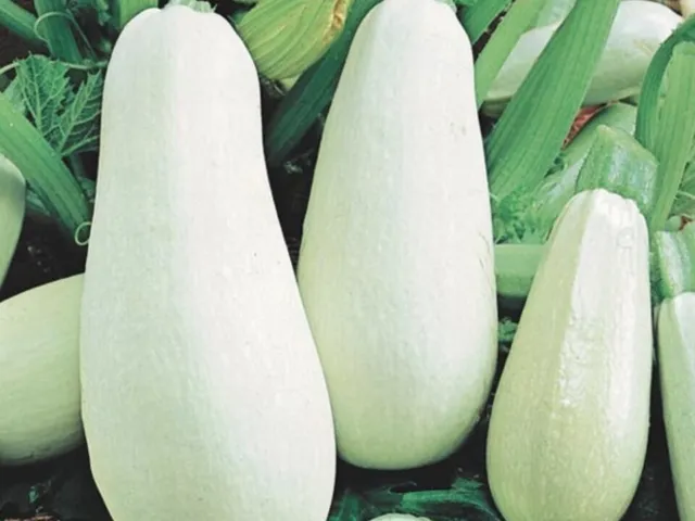 15 Samen Zucchini Weiß  Sehr Ertragreich BIO