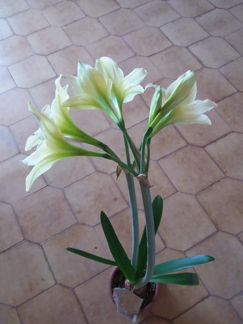 Hippeastrum #1617 x Self - 7 Seeds, Amaryllis