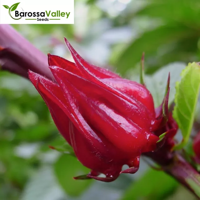 ROSELLE SEEDS (Hibiscus sabdariffa)Edible Vegetable Fruit Perennial Fast Grow