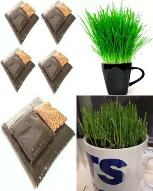 Cat Grass Refill Kit 4 Pack By FurNature… 4 Count (Pack of 1)