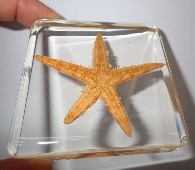 Starfish Flatbottom SEASTAR Specimen 75 mm Square Lucite Block Teaching Aid DD1