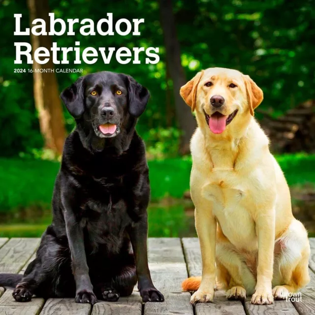 Labrador Retrievers 2024 30.5x61cm Monthly Carré Calendrier Mural Browntrou