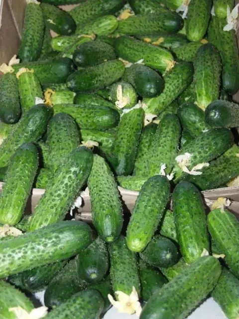 10 Seeds cucumber Amour F1 Bejo Zaden Netherlands gherkin семена огурец огірок