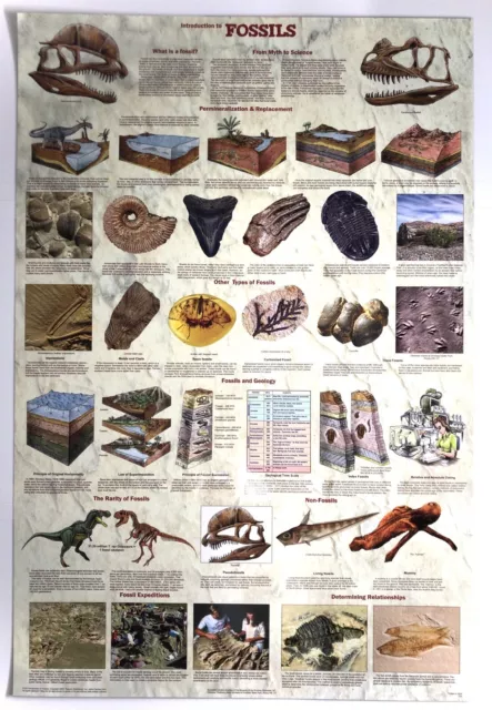 (LAMINATED) FOSSILS AND GEOLOGY EDUCATIONAL POSTER (61x91cm) PICTURE PRINT ART