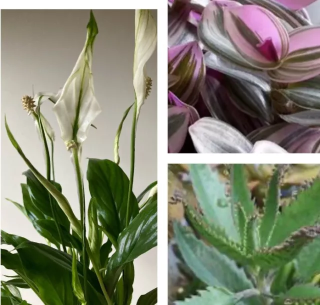 Houseplant Plantlets, Tradescantia, Peace Lily , Mother Of Thousands