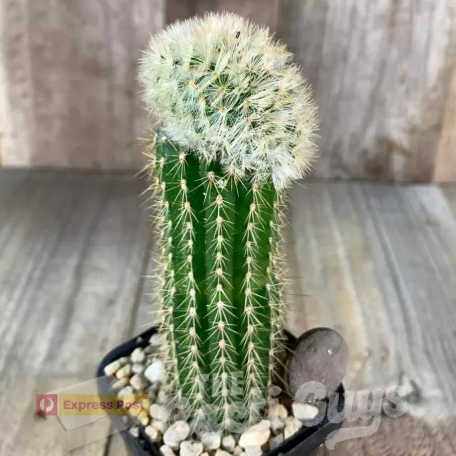 Crested 'Feather Cactus' Mammillaria carmenae f. cristata Rare Cactus Succulent