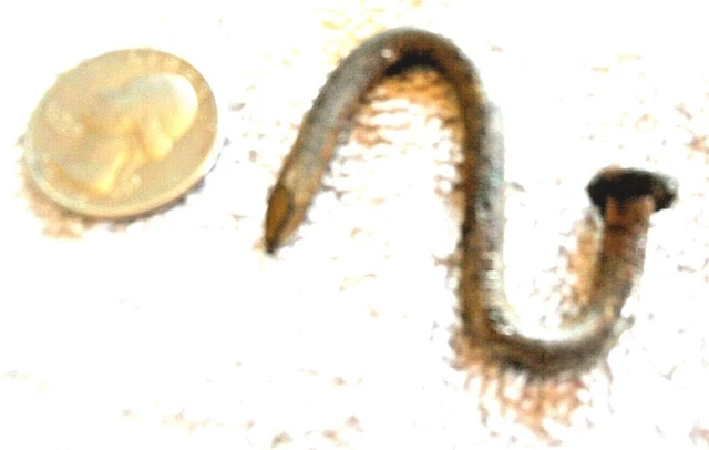 Early hand made hook made out of a nail 2