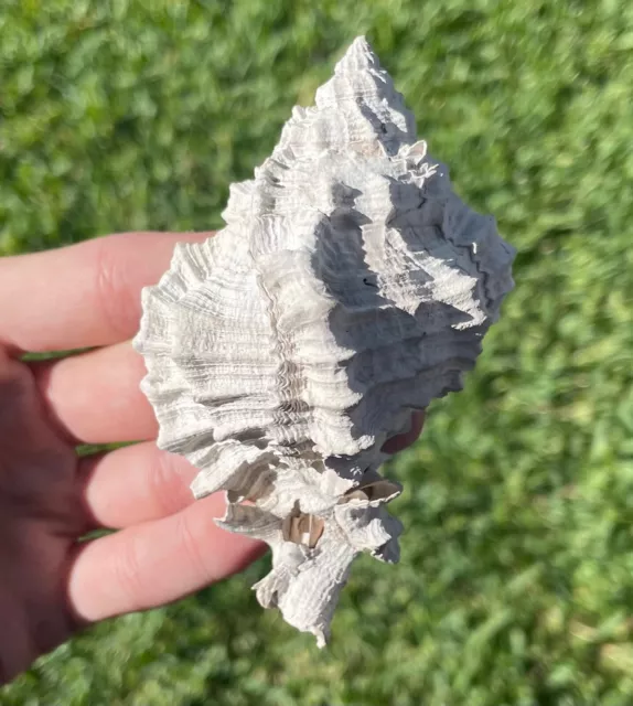 Florida Fossil Gastropod Murex sp. Pliocene Age Shell