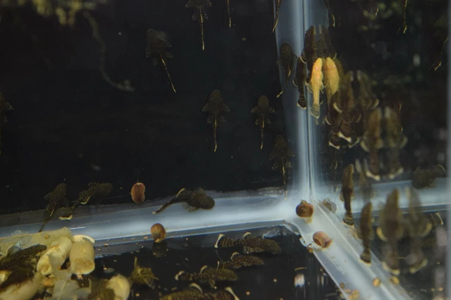 5 pack Bristlenose Pleco (Ancistrus sp.) Bushynose Pleco Free Shipping 2