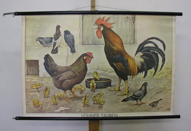 Mural Adalbert Pilch Chicken Doves 100x66cm ~ 1950 Vintage Chart