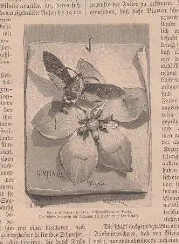 Orig. Holzstich: Gentiana verna. Von R. Püttner.