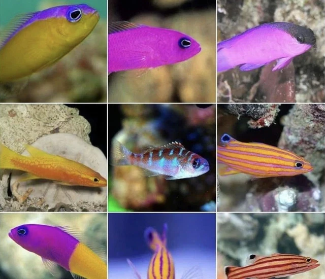 X4 Assorted Basslet Fish Package - Live Saltwater Aquarium! *FREE SHIPPING*
