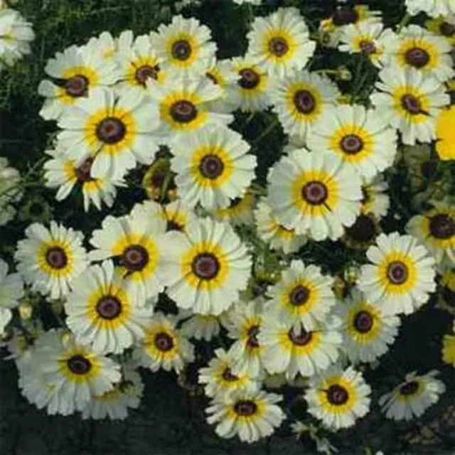 Chrysanthemum- Coccineum-Polar Star- 200 Seeds