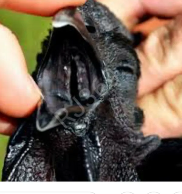 2+ Ayam Cemani Chicken Hatching Eggs Unique All Black Bird Totally Black