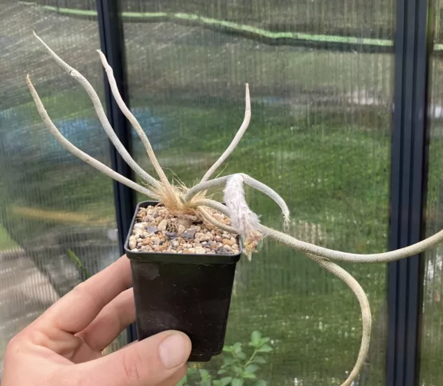 Astrophytum Caput Medusae Own Root Seedling Ariocarpus