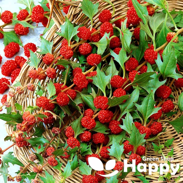 HERB SEEDS STRAWBERRY SPINACH 100 SEEDS - Chenopodium foliosum STRAWBERRY STICKS