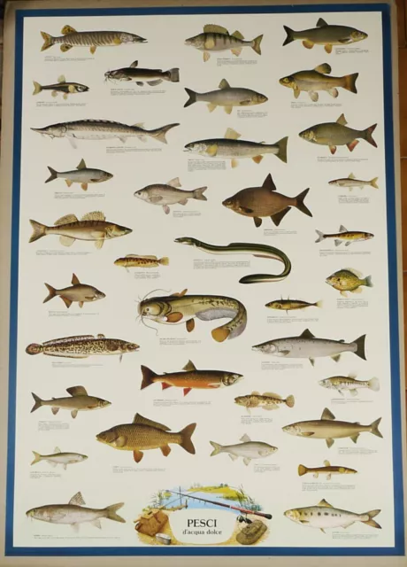 Prl) 1981 Pesci Acqua Dolce Fishes Fish Poisson Vintage Print Affiche Poster