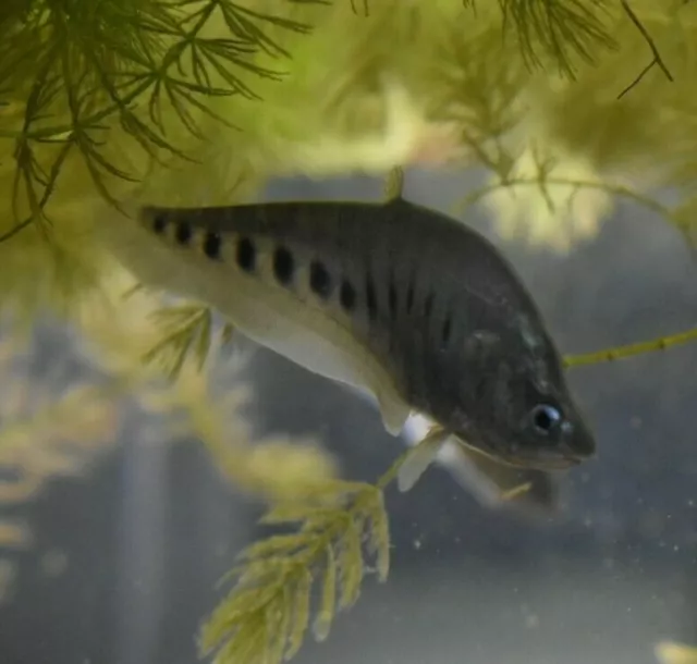 Live Clown Knife Fish (4" Freshwater Aquarium Fish) *PLS READ DESCR*