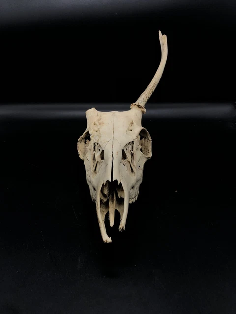 Wild Whitetail Deer Antler Rack Horn