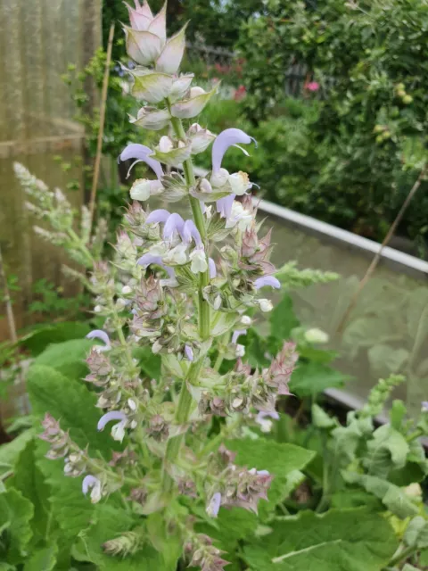 Muskateller Salbei schöne Duft Staude ~ Insektenweide 3 Pflanzen++++