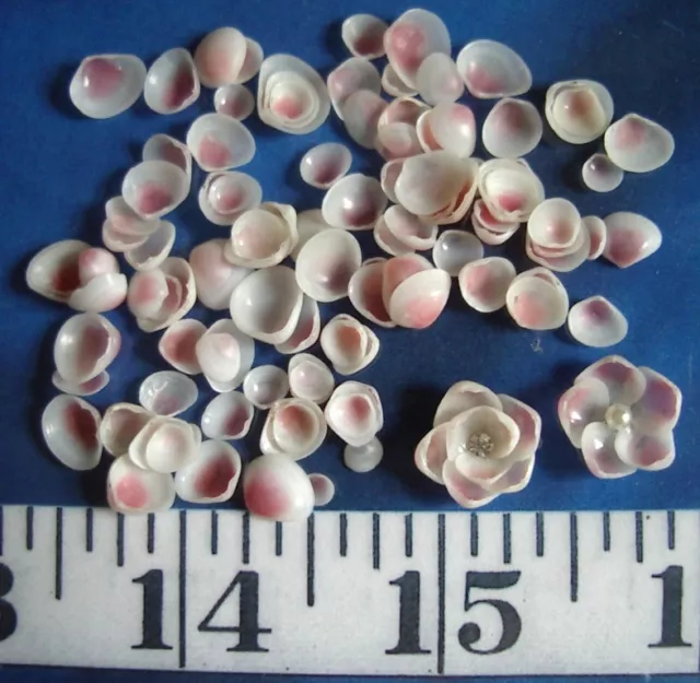 ~ Apple Blossom Shells ~ 100+ ~ Pink/White ~ Shellcraft ~ Sailor's Valentines ~