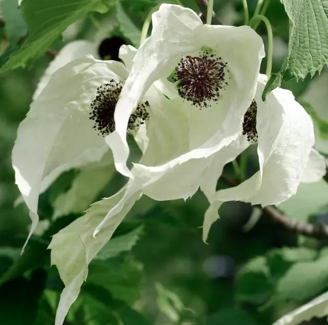 Davidia involucrata 150-200cm -  - albero dei fazzoletti (Dove Tree) **