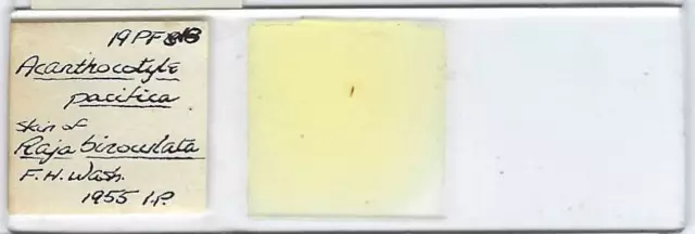 Acanthocotyle pacifica from Big Skate Skin Microscope Slide