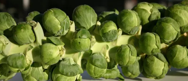 Brussels Sprout F1 Hybrid Seeds Vegetable 'Bright' x 35 Easy to grow