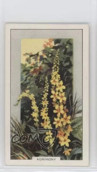 1939 Gallaher Wild Flowers Tobacco Agrimony #32 0f3j