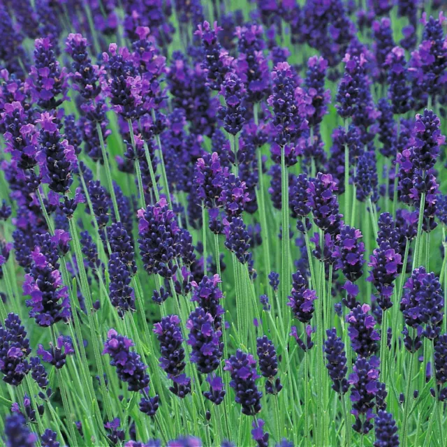 Lavender Lavendula Angustifolia Hidcote Blue 4 Gm ~ 4000 Seeds Perennial Flower