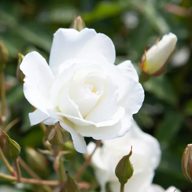 Harkness Roses, Rose Iceberg 3L or 4L Pot