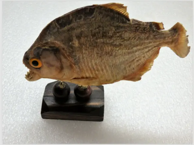 Vintage Taxidermy Mounted Piranha Fish